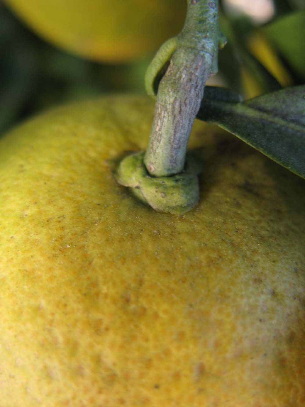            Fruit (Winter Haven, FL)   